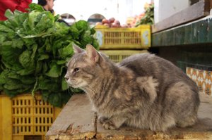 20090201_tunisiatrip_08_sousse_medi